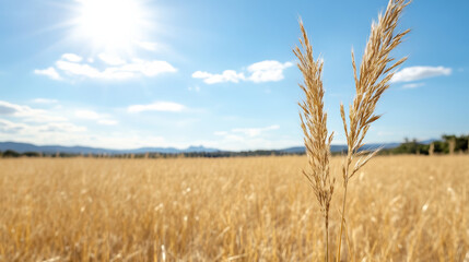 Naklejka premium Golden grass sways gently under bright sun, creating serene landscape