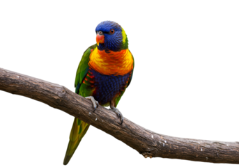 Sun Parakeet Perched on Branch, Isolated on White Background