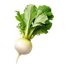 White radish with lush green leaves isolated a fresh healthy vegetable
