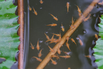 Fish floating on the surface © Wa