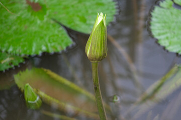 lily of the valley