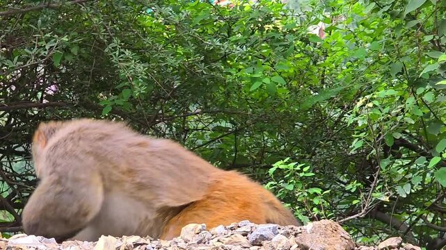Indochinese Rhesus Macaque (Macaca mulatta siamica) Eating Fruit in Forest &ndash; 120fps Slow Motion Footage