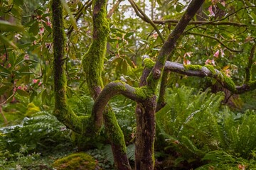 Moss-Covered Tree in a Lush Garden