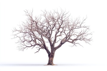 Obraz premium Isolated bare tree against white background (1)