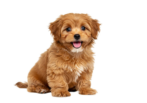 Happy Cavapoo Puppy Sitting Against White Background