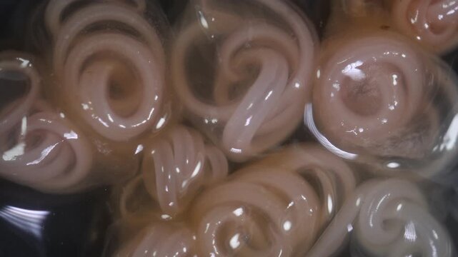 The nematodes (Nematoda), roundworms or eelworms constitute the phylum Nematoda. Species in the phylum inhabit a broad range of environments. Found in freshwater crabs.