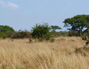 Obraz premium Vast African savanna landscape with golden yellow grasslands and lush green acacia trees under a hazy summer sky.