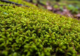 Obraz premium Close-up of vibrant green moss
