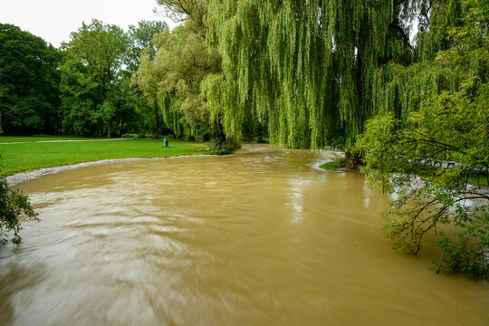 Flood at the Eisbach in the English Garden in Munich, Bavaria, Germany. Park landscape and a mighty willow 'Chrysocoma' (Salix sepulcralis)