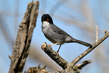 Sardinian warbler // Samtkopf-Grasmücke (Curruca melanocephala) - Peloponnese, Greece
