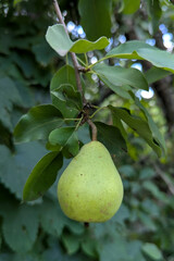 The pear hangs on a branch among the leaves. It is light green, slightly spotted, and has a typical shape. The leaves around it are dark green, some of them blurred