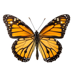 Fototapeta premium Butterfly 3D Rendering Isolated on White – Colorful Insect Icon in Stylized Design