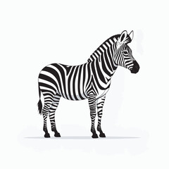 Obraz premium zebra isolated on white
