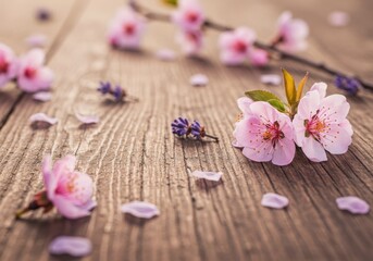 Fototapeta premium Delicate pink cherry blossoms scattered across weathered wooden planks in soft light