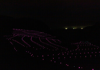 夜に煌めく棚田