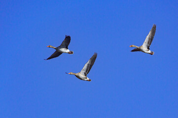 Three geese with long necks and wide wingspans fly across a clear blue sky, symbolizing migration, freedom, and coordinated movement in nature. 