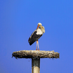 A white stork stands on a large twig nest atop a wooden pole, silhouetted against a clear blue sky, symbolizing nesting behavior and natural habitats. 