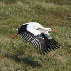 A white stork with black wingtips and a red beak soars above a grassy field, captured mid-flight in a natural European habitat. 