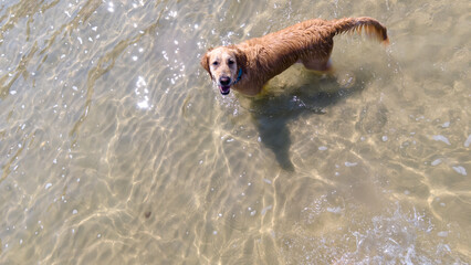 Golden Retriever Dog Standing In Shallow Sea Water Looking Up