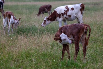 Cows grazing in a paddock. Animal husbandry. Cattle.