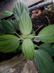 green plant in the garden shadow sun rise 