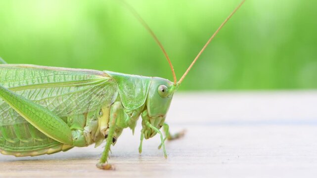 Tettigonia viridissima aka the great green bush-cricket close-up head detail.