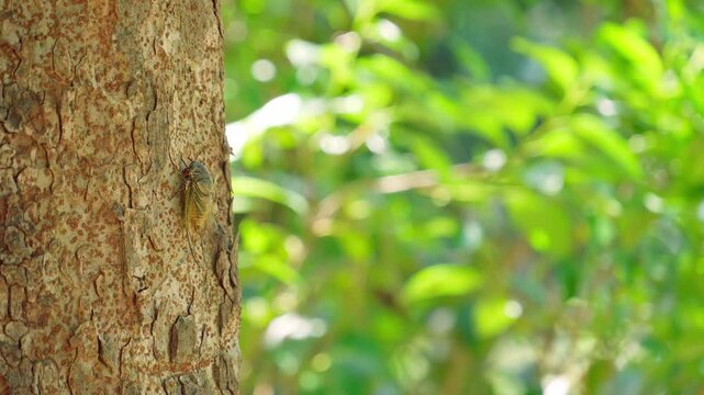 真夏の太陽光と緑豊かな森林で鳴くクマゼミのクローズアップと自然の風景素材。蝉の鳴き声あり