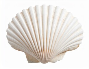 seashell