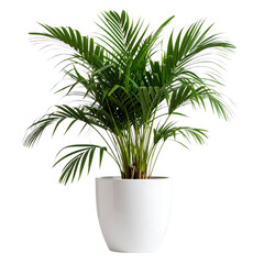 Obraz premium Tropical house parlor parlm plant in modern pot or vase isolated on white and transparent background