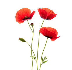 Obraz premium Vibrant red poppy flowers in bloom on a transparent background perfect for design projects