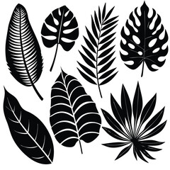 Fototapeta premium Black tropical leaves, including monstera and palm, are arranged beautifully on a white backdrop