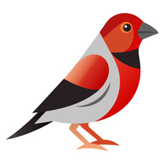 Modern Finch Bird Vector Style on White