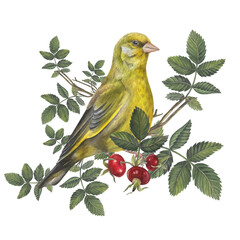 Greenfinch bird on a branch of rose hips with fruits and leaves. Watercolor composition isolated on a transparent background. Hand drawn. For design templates, posters and postcards.