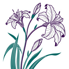 vector illustration of iris green purple