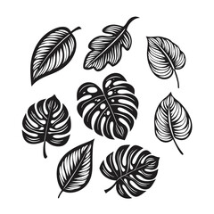 An array of diverse black line leaves exhibits a tropical, exotic feel