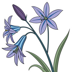 ipheion unifolium whisley blue on white background 
