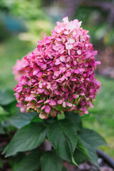 Lush Pinky Promise hydrangea with delicate petals