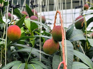 Ripe apple mangoes, mango fruits hanging in clusters