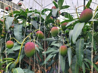 Ripe apple mangoes, mango fruits hanging in clusters