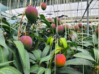 Ripe apple mangoes, mango fruits hanging in clusters