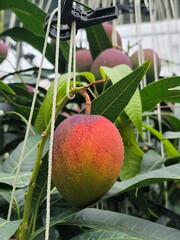 Ripe apple mangoes, mango fruits hanging in clusters