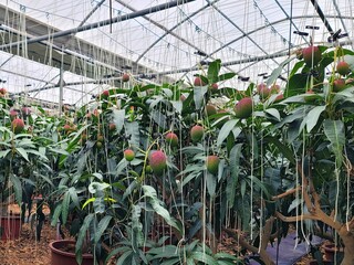 Ripe apple mangoes, mango fruits hanging in clusters