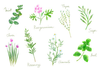 いろいろなハーブ © blanco