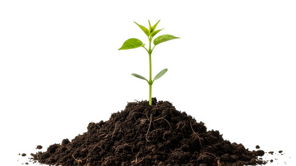 New plant growing in soil germination and growth stages agriculture and gardening concept nature and life on transparent background