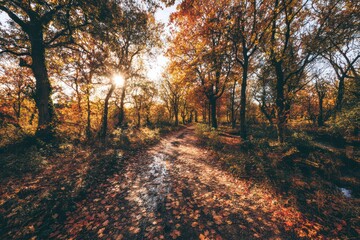 Fototapeta premium Autumnal woodland path bathed in sunlight