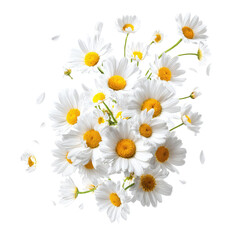 Fototapeta premium A vibrant bouquet of white daisies