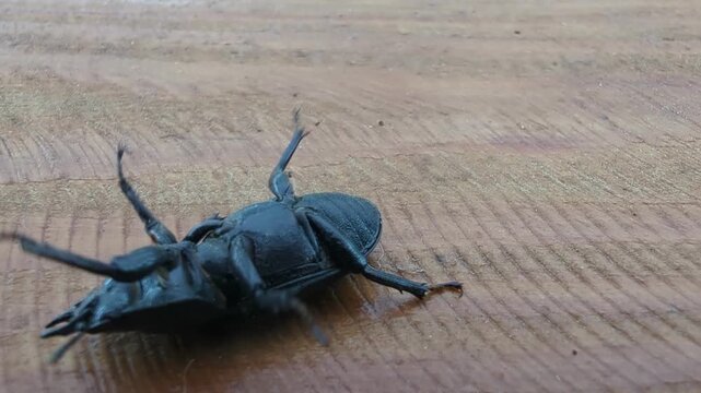Unusual encounter with a Stag beetle on desk rustic wooden surface in nature's intriguing moment