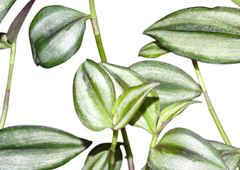 Obraz premium Inchplant isolated on white. Tradescantia zebrina