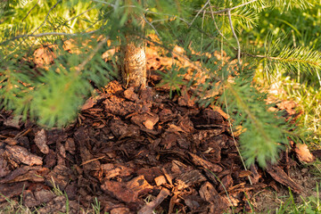 mulching coniferous trees when removing bark