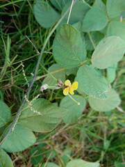 yellow flower on a green background